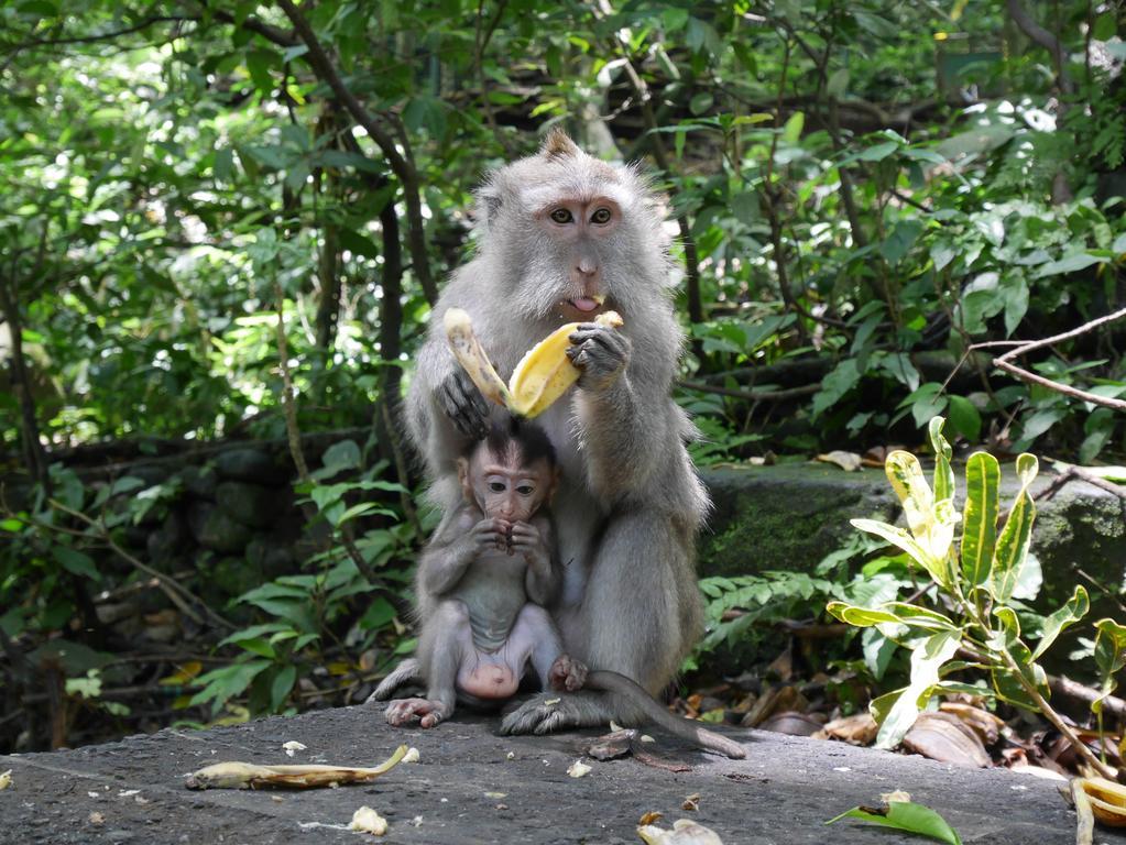 Pondok Penestanan Villa Ubud Zewnętrze zdjęcie